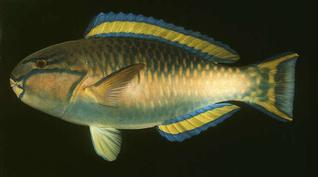 Image of Pink-margined Parrotfish