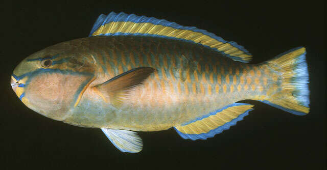 Image of Pink-margined Parrotfish