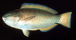 Image of Pink-margined Parrotfish