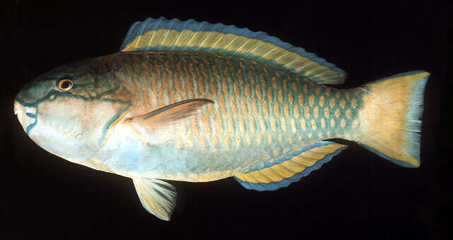 Image of Pink-margined Parrotfish