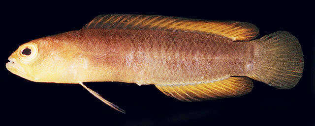 Image of Chlidichthys inornatus Lubbock 1976