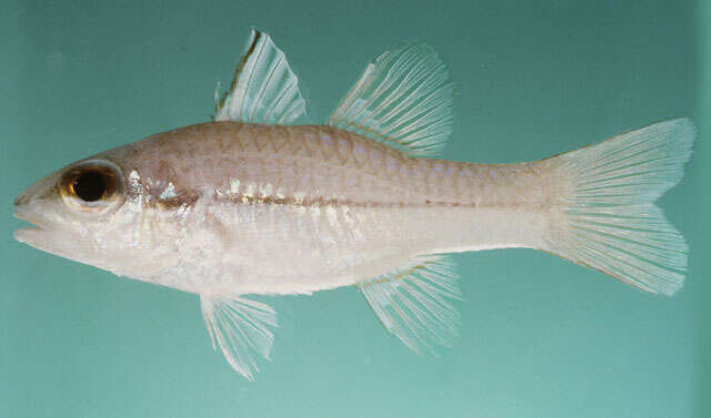 Image of Lateralstripe cardinalfish