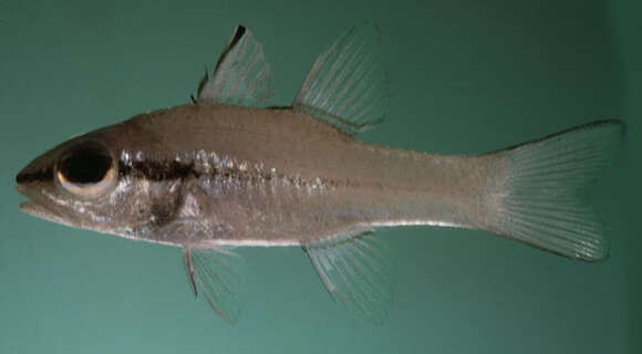 Image of Lateralstripe cardinalfish