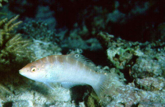 Слика од Coris batuensis (Bleeker 1856)