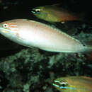 Image of Threespot wrasse