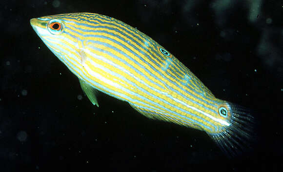 Image of Hoeven's wrasse