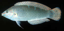 صورة Halichoeres melanurus (Bleeker 1851)