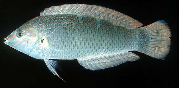 Image of Hoeven's wrasse