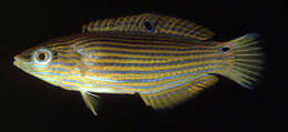 صورة Halichoeres melanurus (Bleeker 1851)