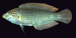 صورة Halichoeres melanurus (Bleeker 1851)