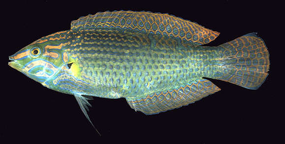 Image of Hoeven's wrasse