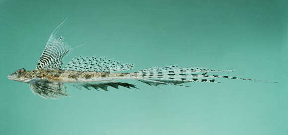 Image of Persian dragonet