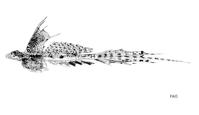 Image of Persian dragonet