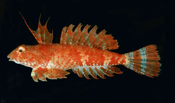 Image of Seychelles dragonet