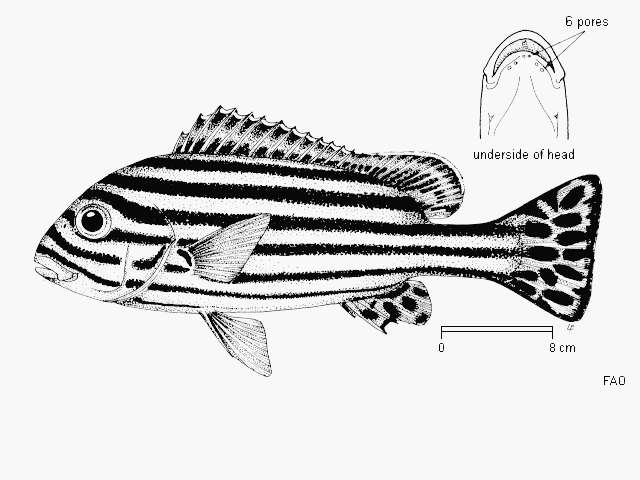 Image of Indian Ocean oriental sweetlips