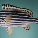 Image of Indian Ocean oriental sweetlips