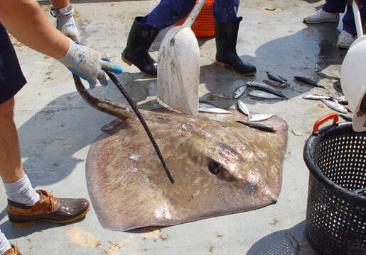 Image of rough-tailed stingray