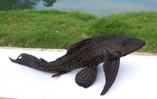 Image of Amazon sailfin catfish