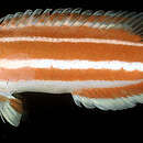 Image of Blackspot hogfish