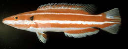 Bodianus opercularis (Guichenot 1847) resmi