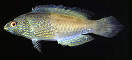 Image of Diamondtail wrasse