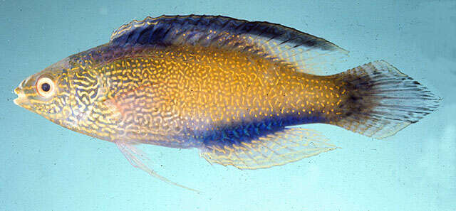 Image of Diamondtail wrasse