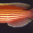 Image of Connie&#39;s wrasse