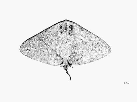 Plancia ëd Gymnura altavela (Linnaeus 1758)