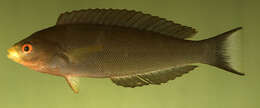 Image of Rust-banded wrasse