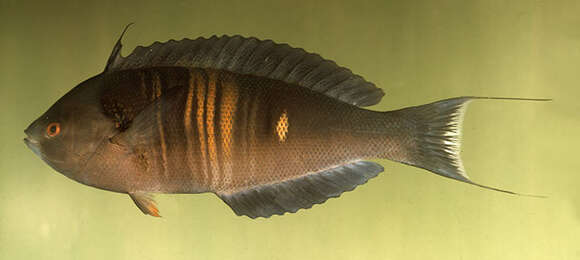 Image of Rust-banded wrasse