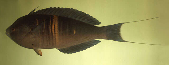 Image of Rust-banded wrasse