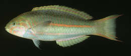 Image of Klunzinger's wrasse