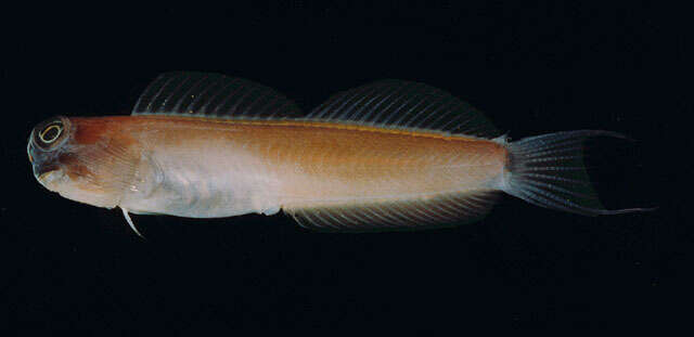 Image of Aron's Blenny