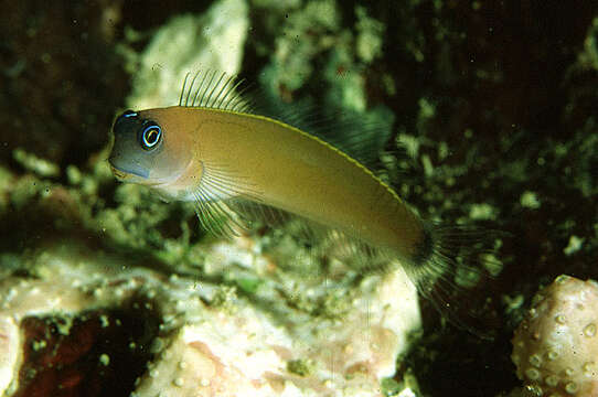 Image of Aron's Blenny