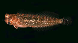 Image of White-spotted Blenny