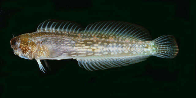 Image of White-spotted Blenny