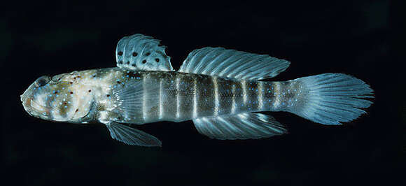 Image of Eightbar goby