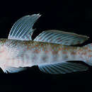 Image of Highfin shrimpgoby