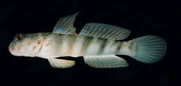 Cryptocentrus leptocephalus Bleeker 1876的圖片