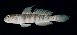 Cryptocentrus leptocephalus Bleeker 1876的圖片