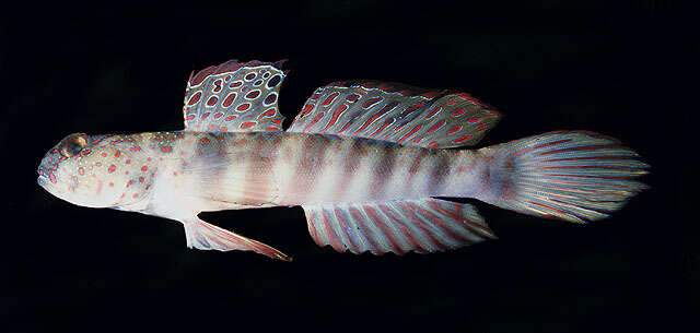 Image of Pink-speckled shrimpgoby