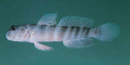 Image of Pink-speckled shrimpgoby