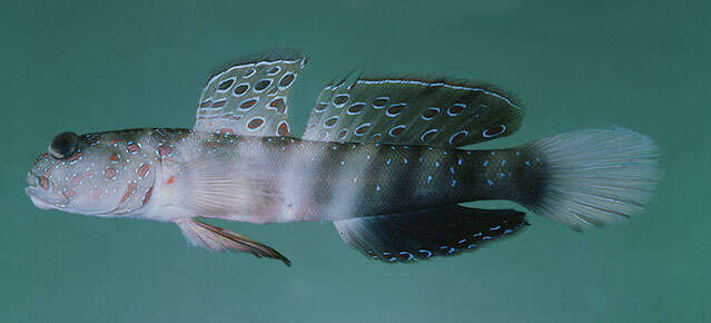 Image of Pink-speckled shrimpgoby