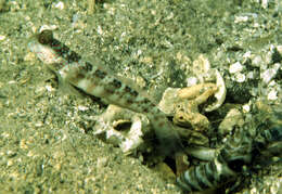 Image of Pink-speckled shrimpgoby