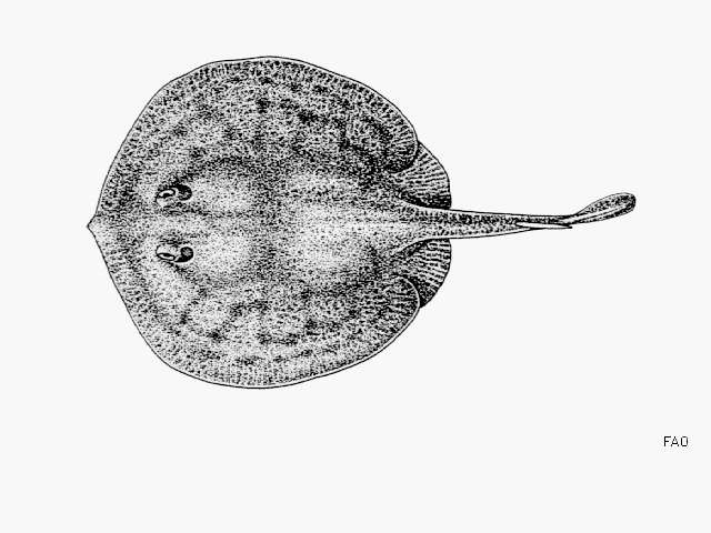 Image of Haller&#39;s round ray