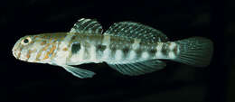 Image of Luther&#39;s prawn-goby