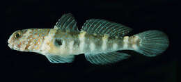 Image of Luther&#39;s prawn-goby