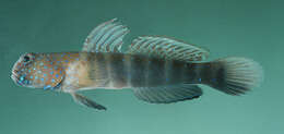 Image of Luther&#39;s prawn-goby