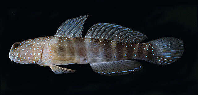 Image of Luther&#39;s prawn-goby