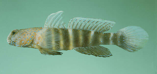 Image of Luther&#39;s prawn-goby